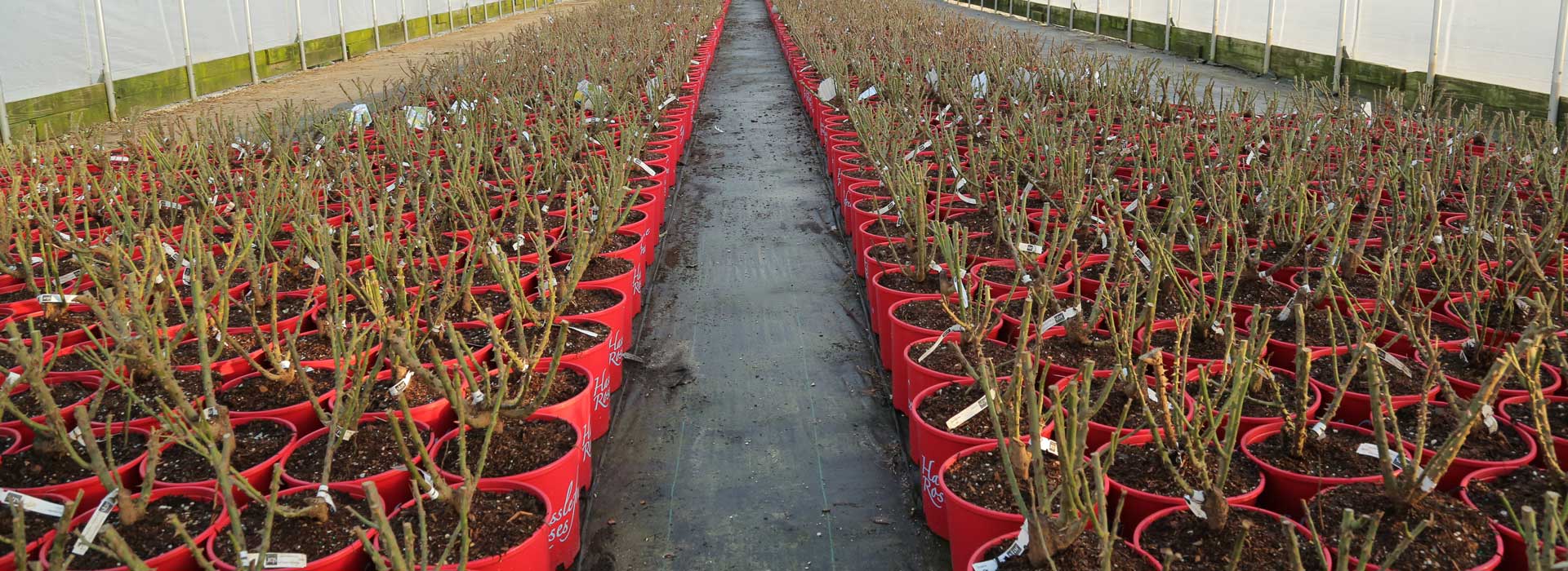 Hasslefree&reg; Roses - Freshly Planted